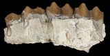 Oligocene Camel (Poebrotherium) Jaw Section #10604-1